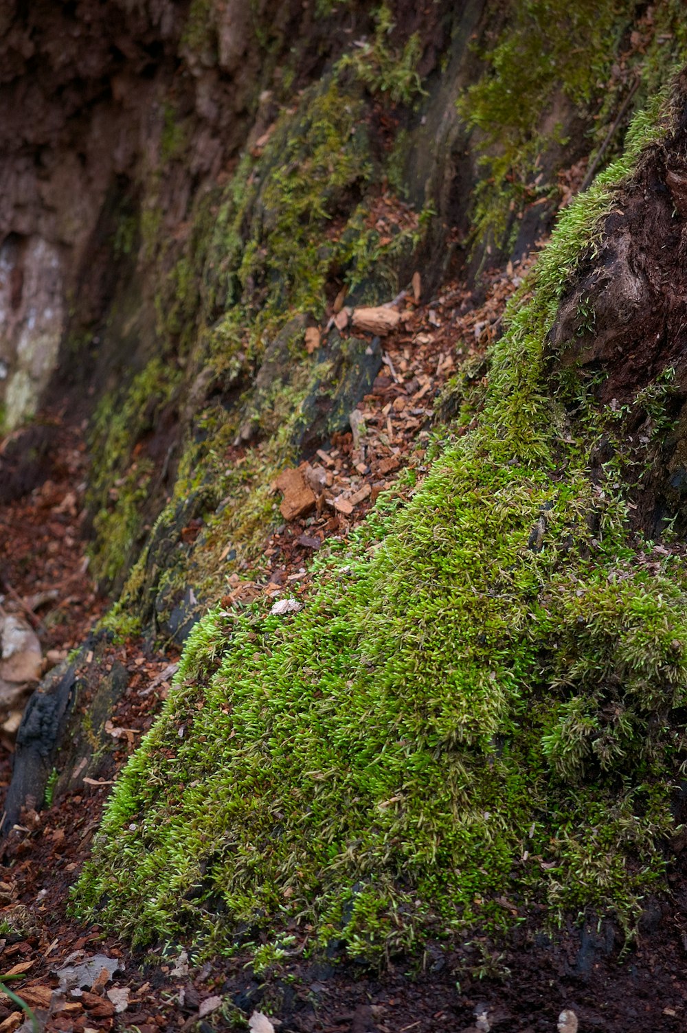 a green moss covered rock wall next to a forest