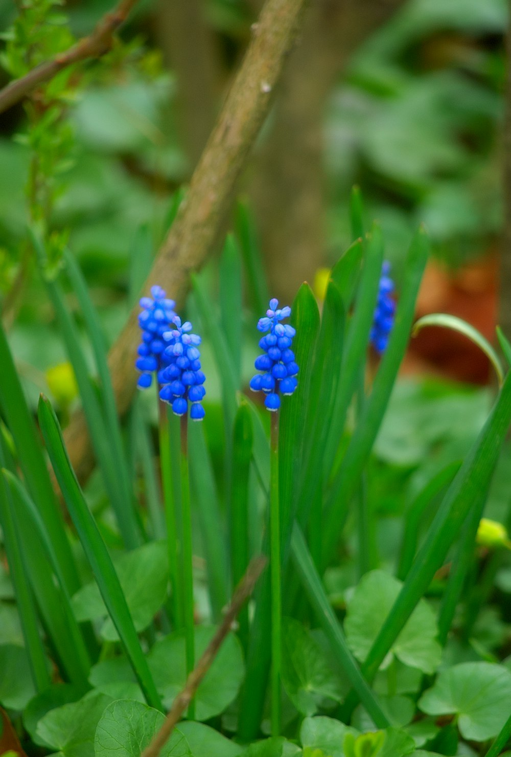 a group of blue flowers growing in a forest