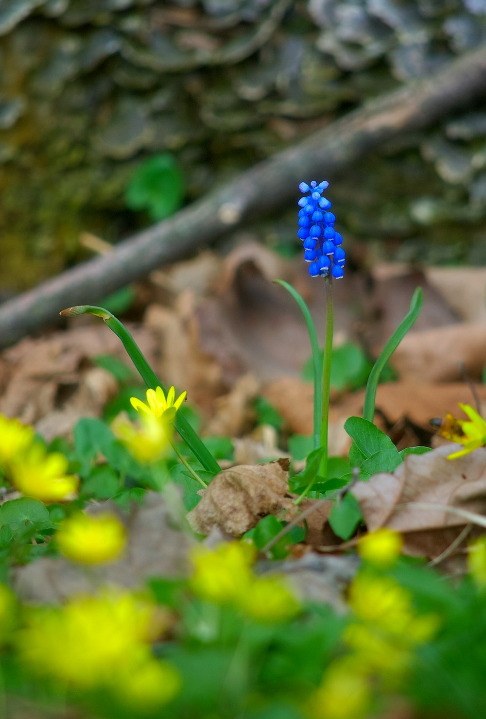 a small blue flower in the middle of some yellow flowers