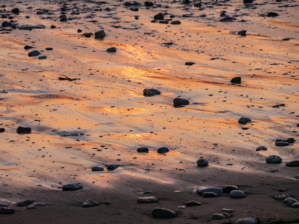 a sandy beach covered in lots of rocks