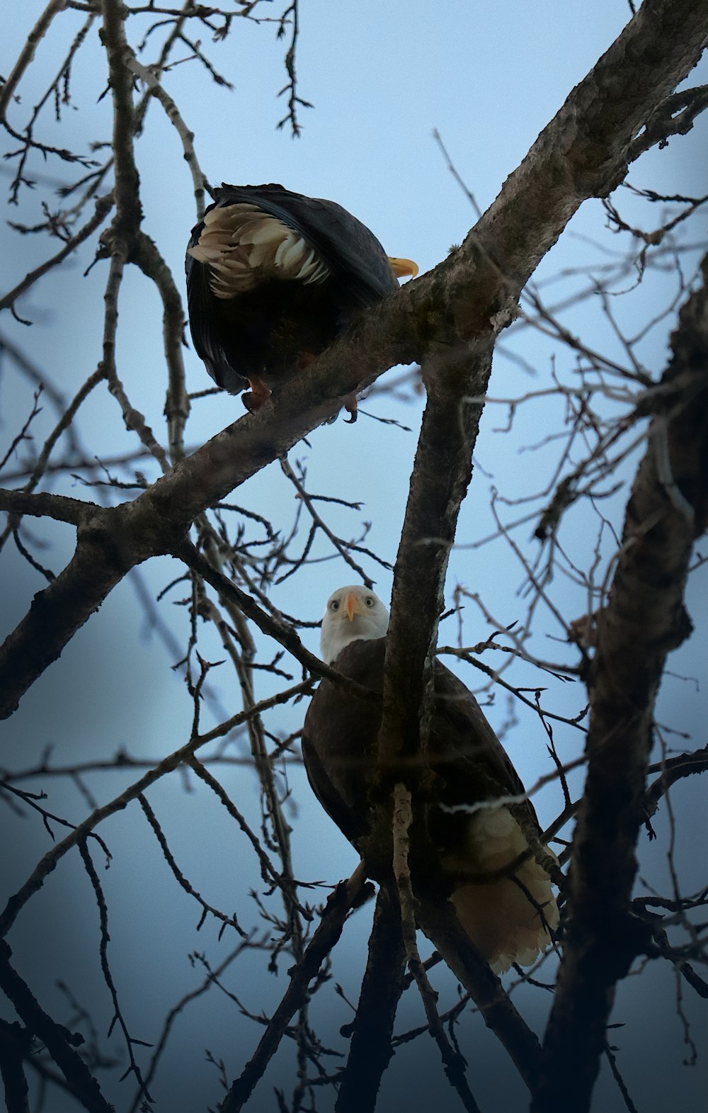 Dos águilas calvas posadas en un árbol desnudo