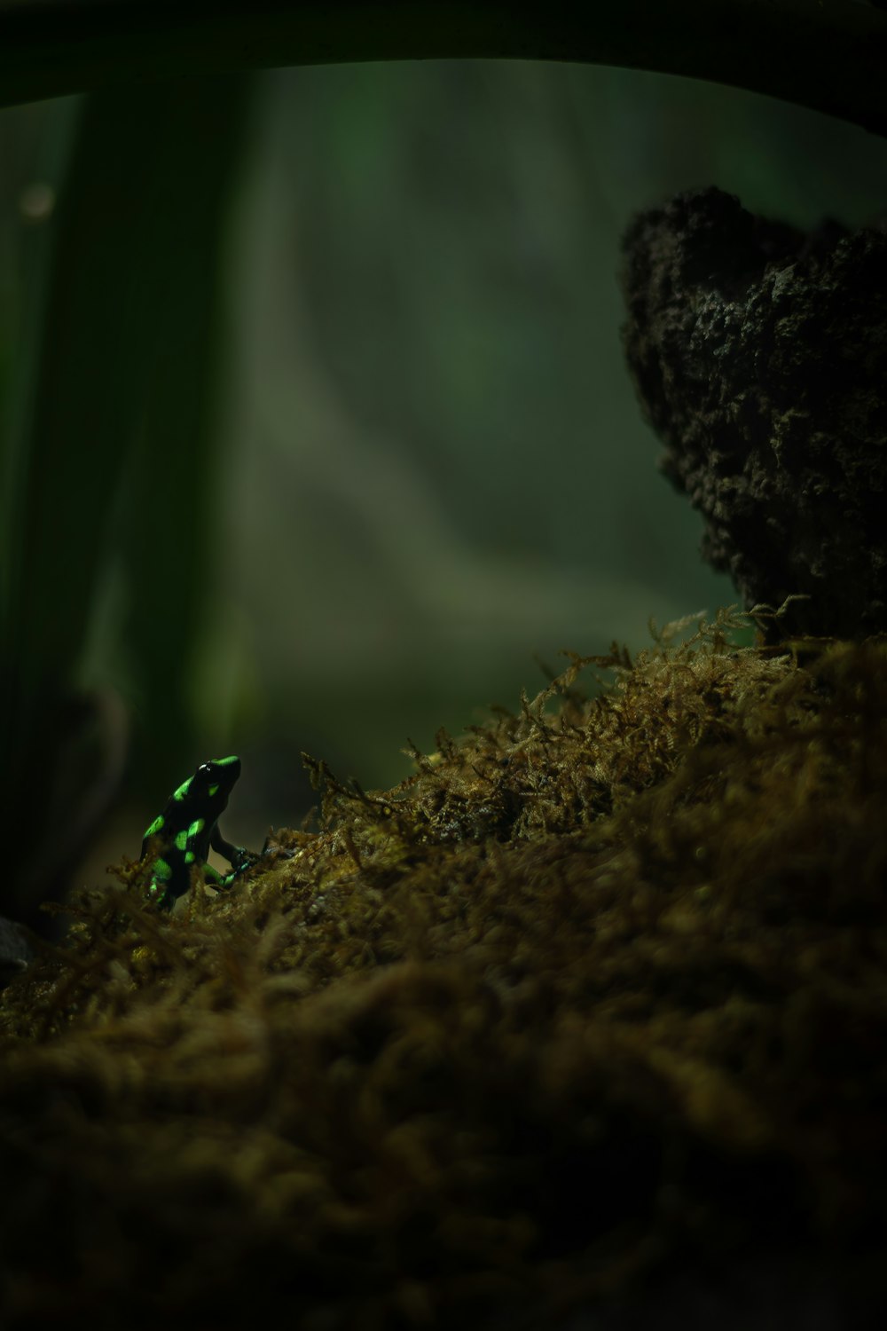 a green and black insect sitting on top of a moss covered ground