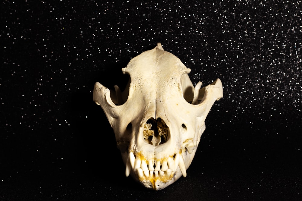 검은색 배경에 이빨이 있는 동물 두개골