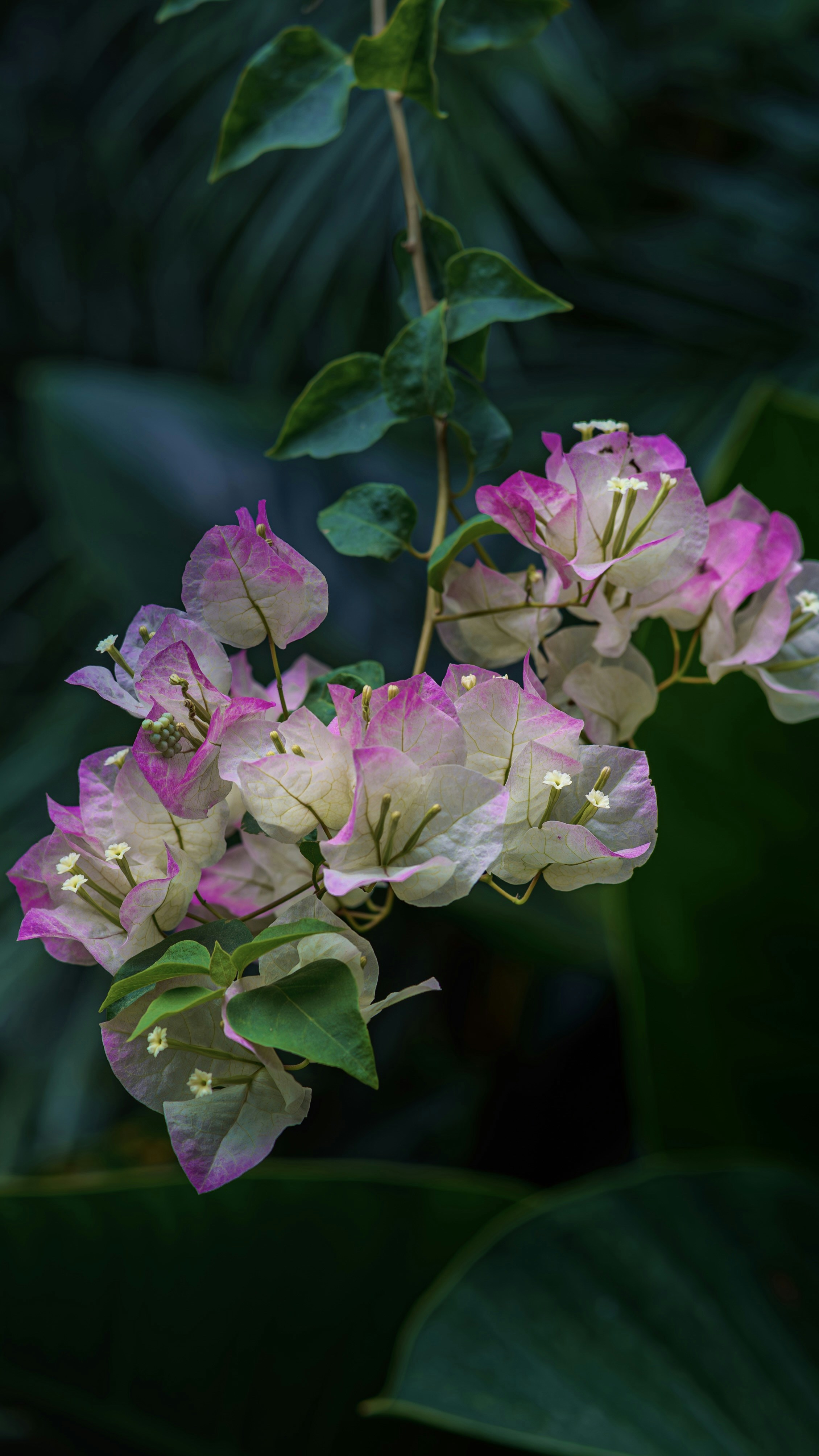 Photo by wangbinghua