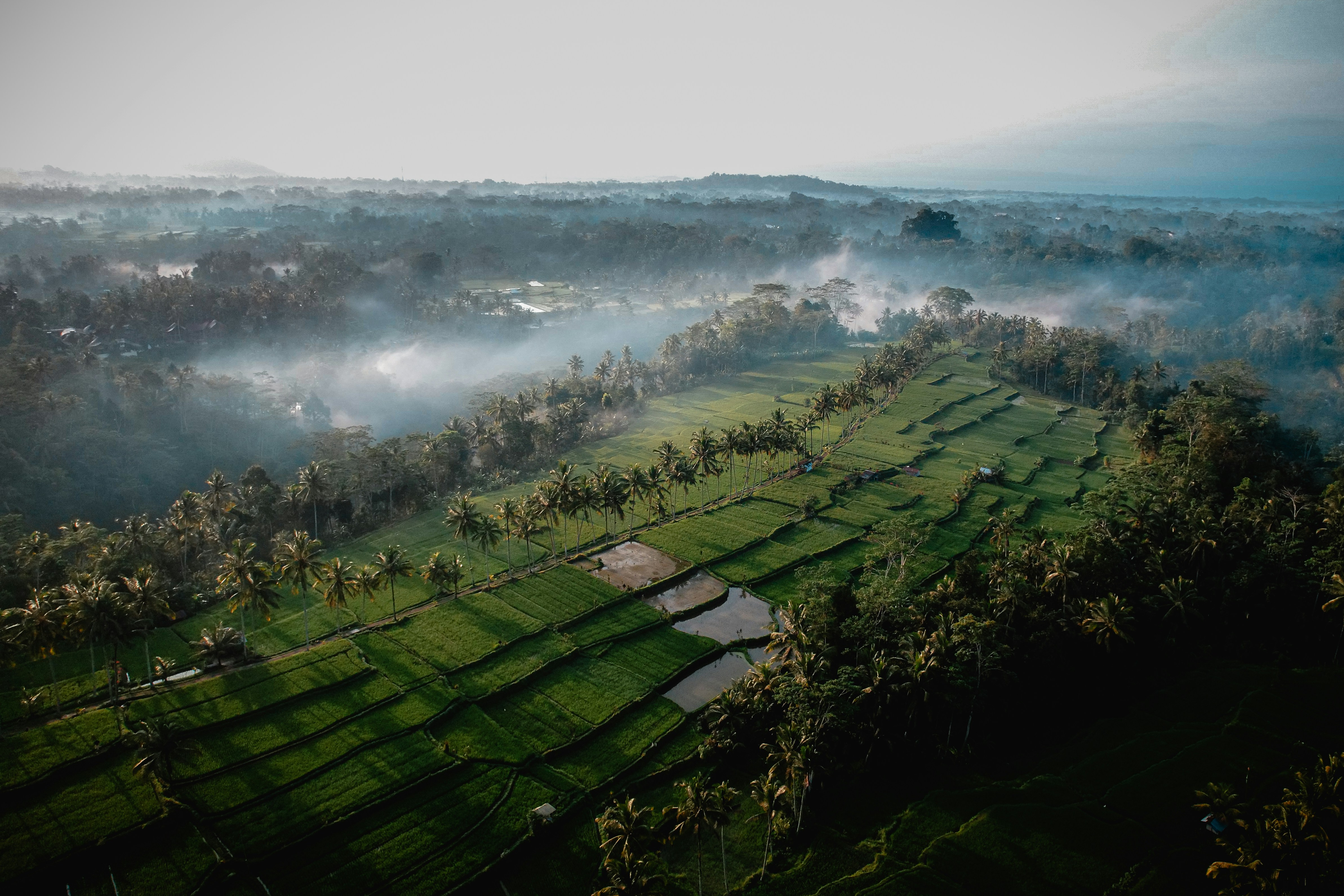 Una vista aérea de un exuberante campo verde