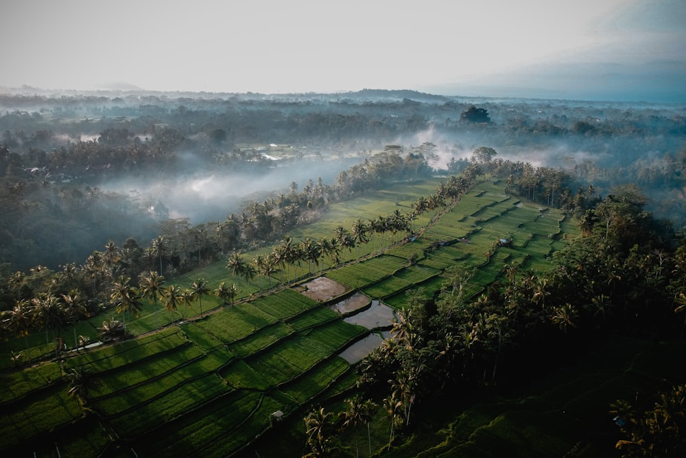 an aerial view of a lush green field