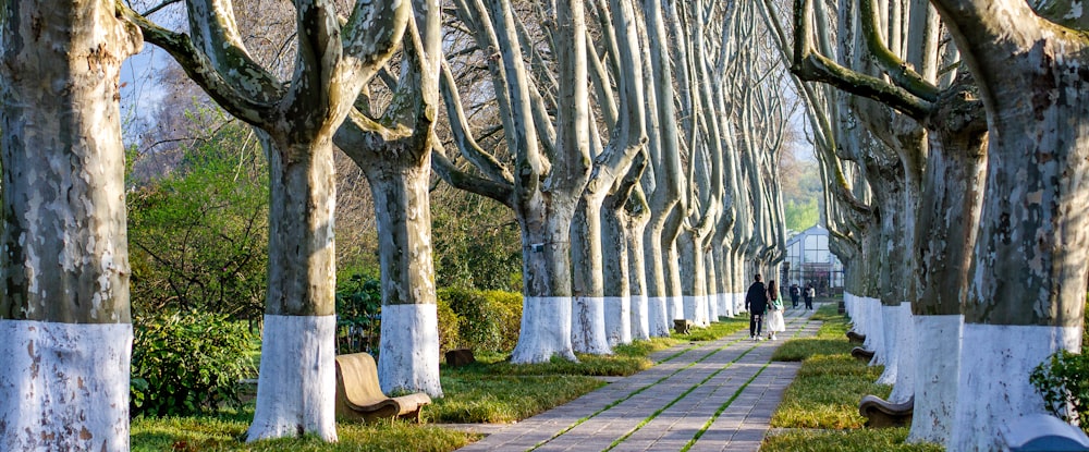 a walkway lined with trees and benches in a park