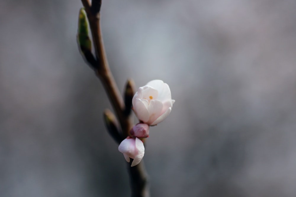 a small white flower on a twig