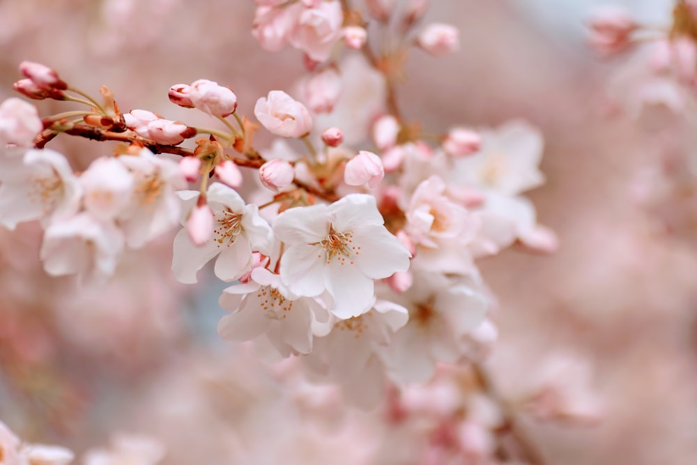 a close up of a flower on a tree