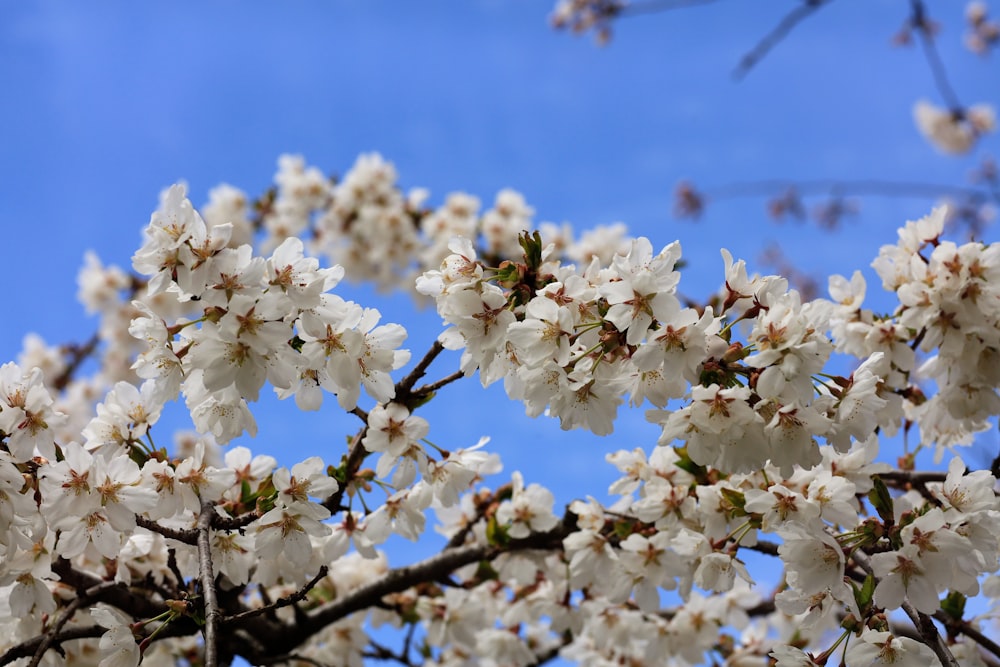 a tree with white flowers in front of a blue sky