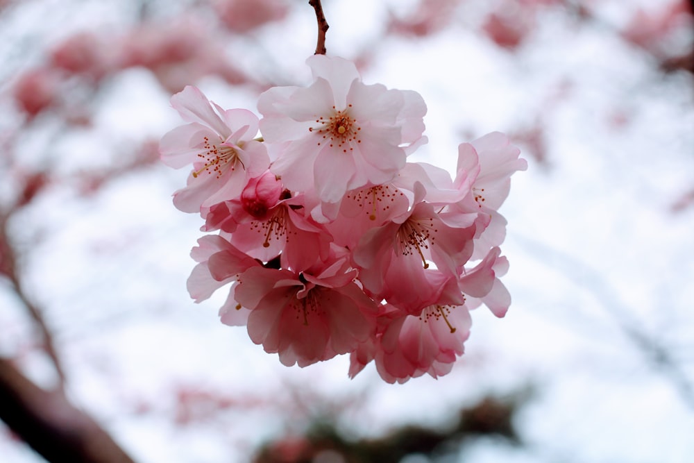 a close up of some pink flowers on a tree