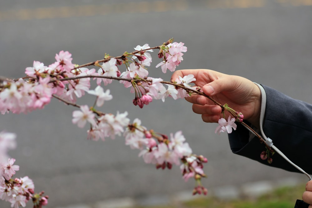 une personne tenant une branche avec des fleurs roses