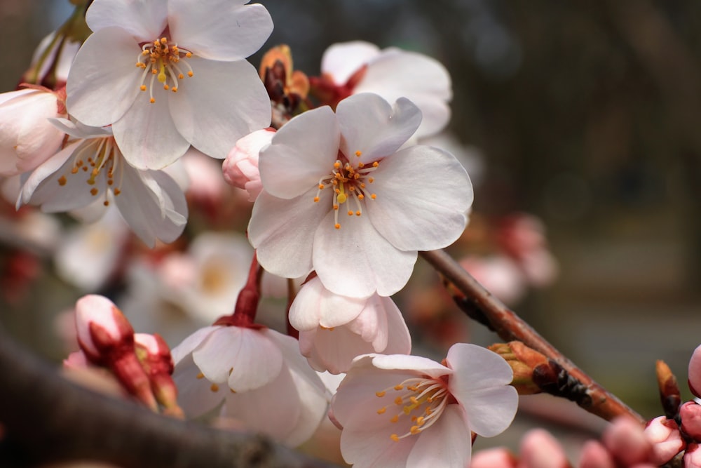 a close up of a bunch of flowers on a tree