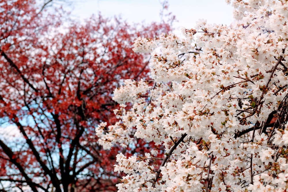 a tree with lots of white flowers in front of a blue sky