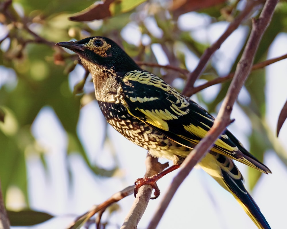 a colorful bird perched on a branch of a tree