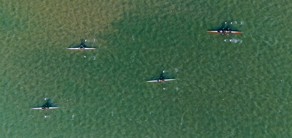 a group of people on surfboards in the water