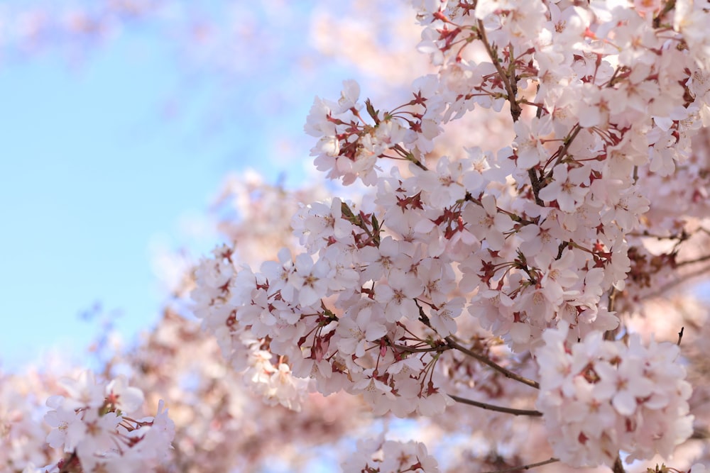 a bunch of flowers that are on a tree