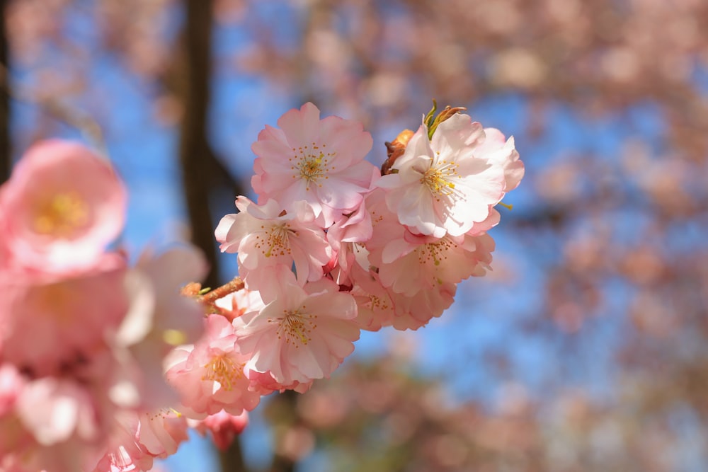 um close up de algumas flores cor-de-rosa em uma árvore