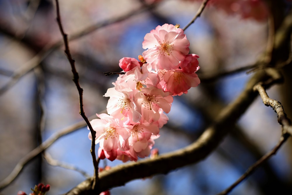 a branch of a tree with pink flowers