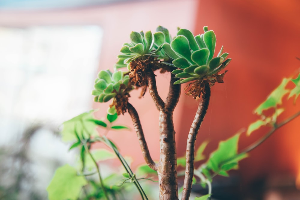 a close up of a plant with green leaves