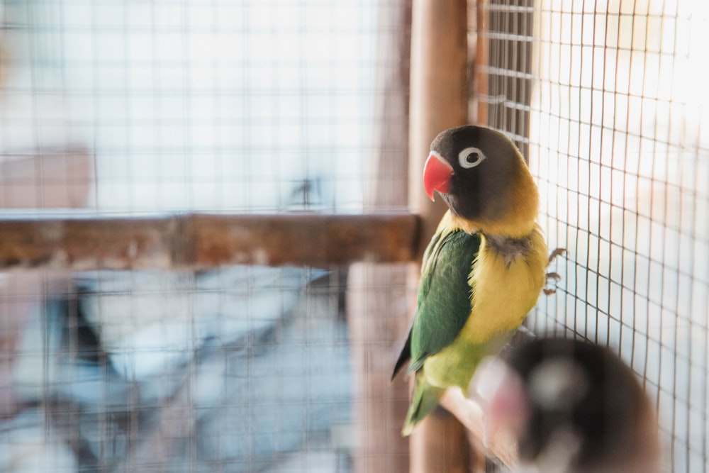 a parrot sitting on a perch in a cage