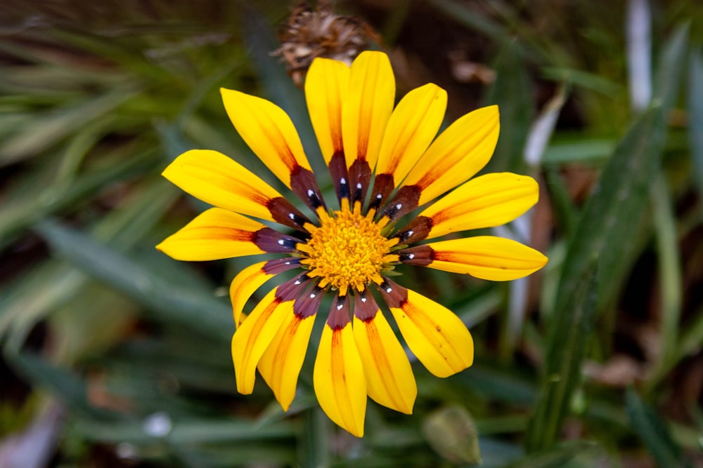 a close up of a yellow and red flower