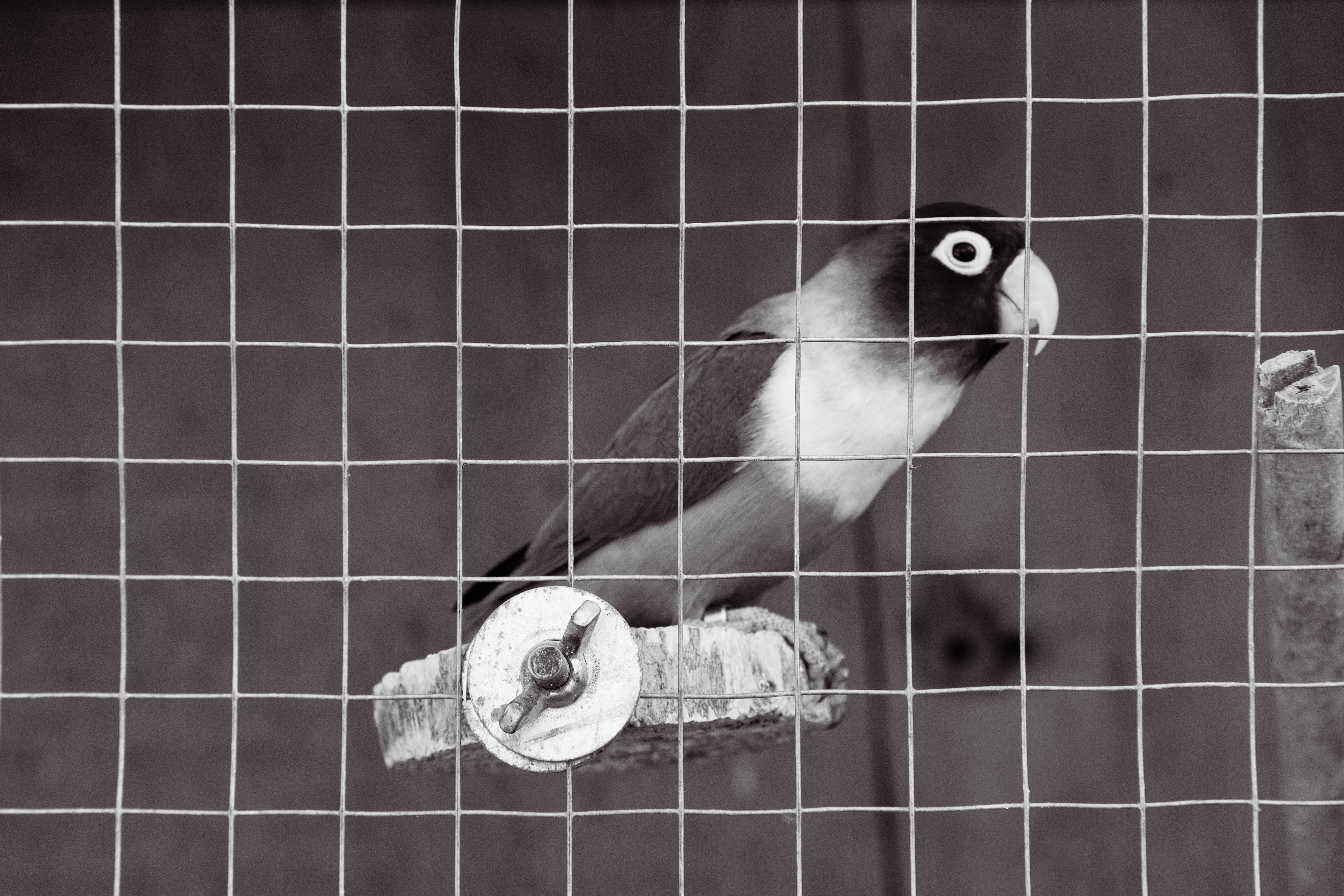 A conceptual illustration of a digital bird (representing Claude) breaking free from a cage made of military stripes and bureaucratic seals
