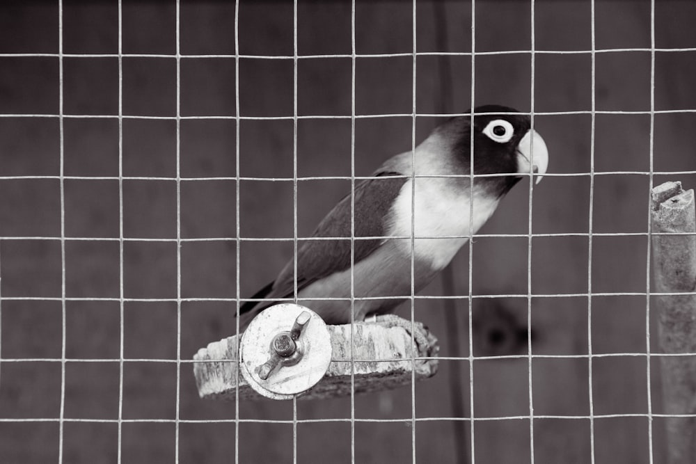 a black and white bird perched on a piece of wood