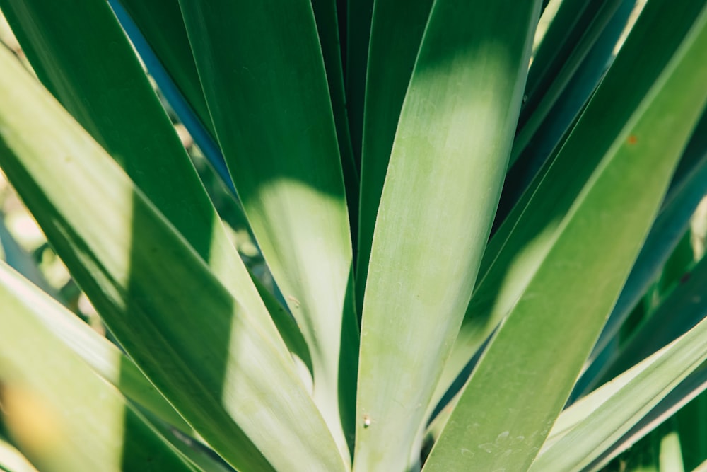 a close up of a large green plant