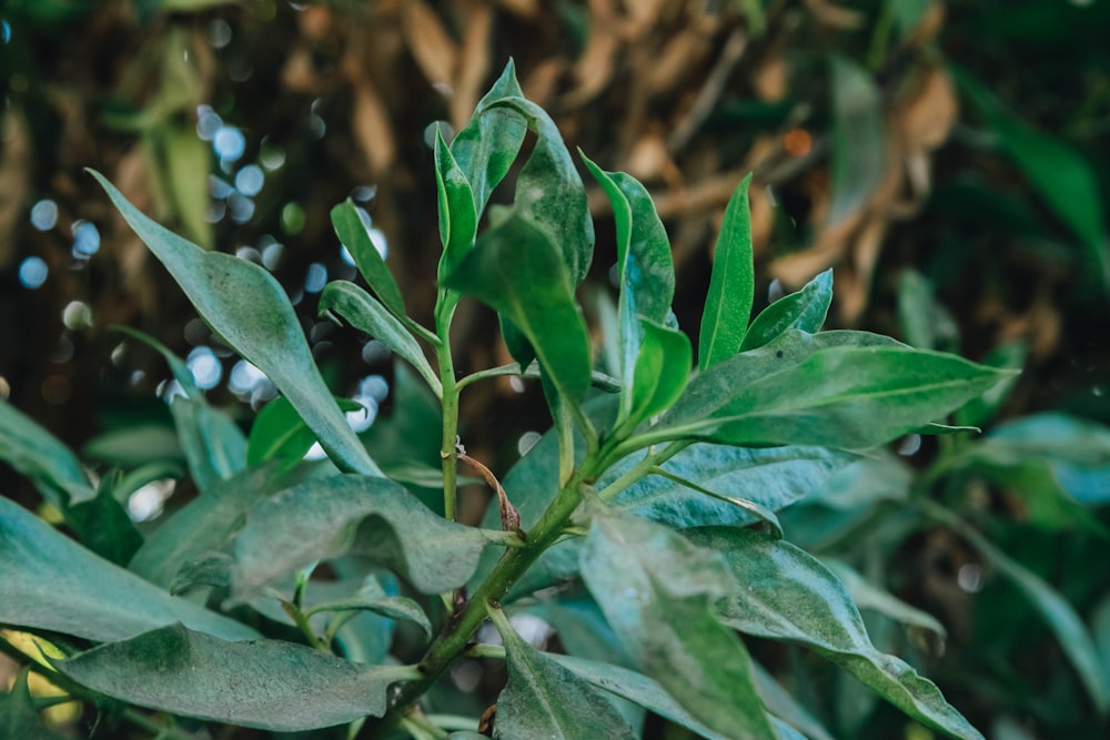 a close up of a green plant with leaves