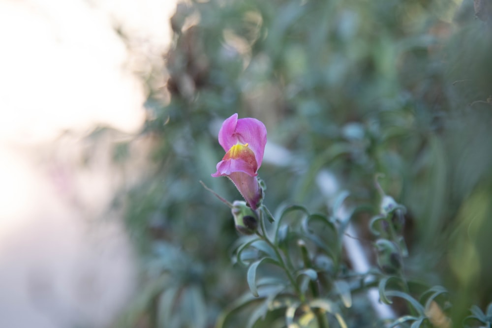 a pink flower with a yellow center in a garden