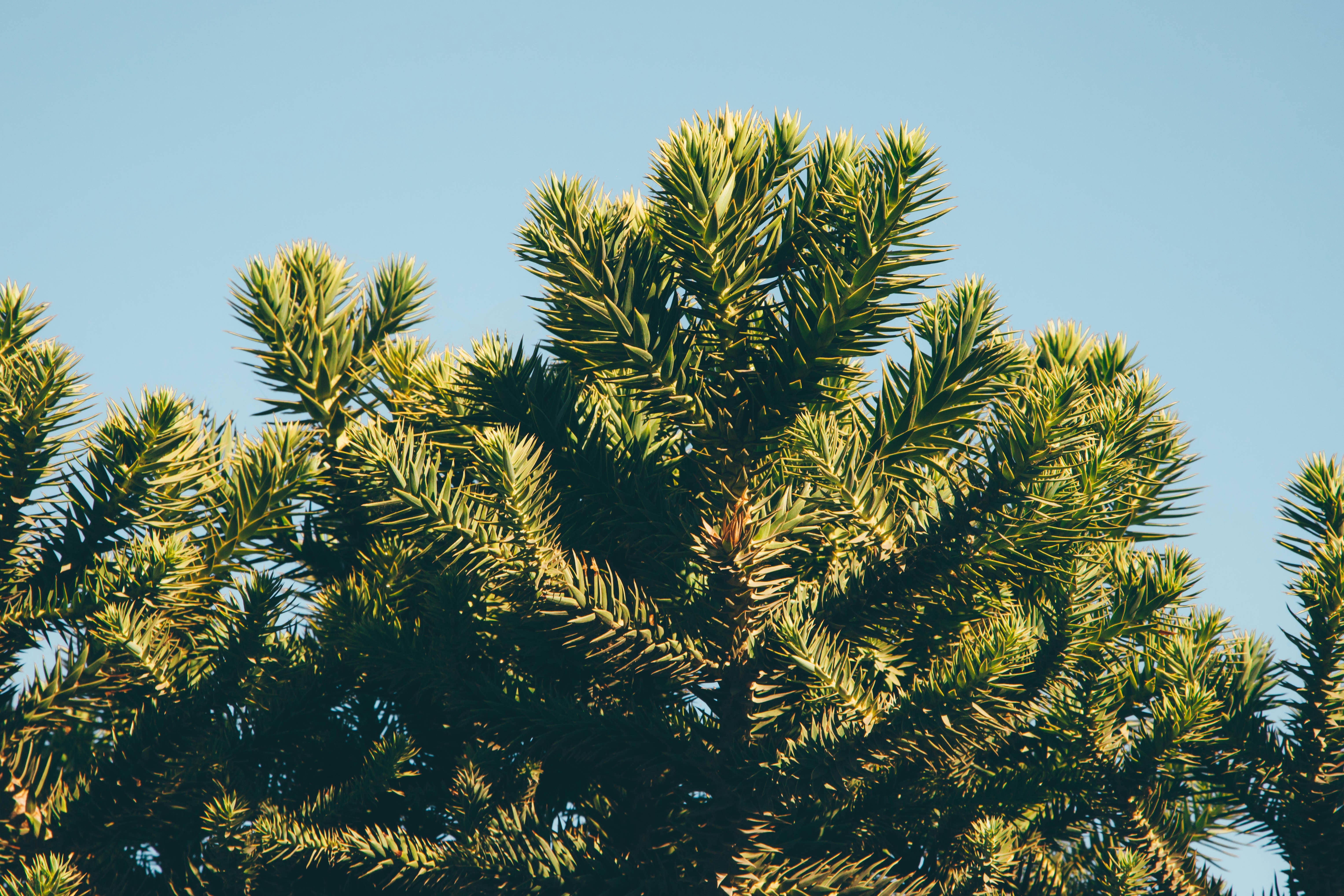 the top of a pine tree against a blue sky