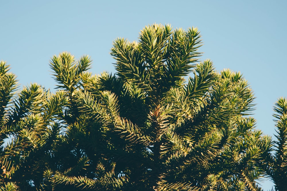 the top of a pine tree against a blue sky