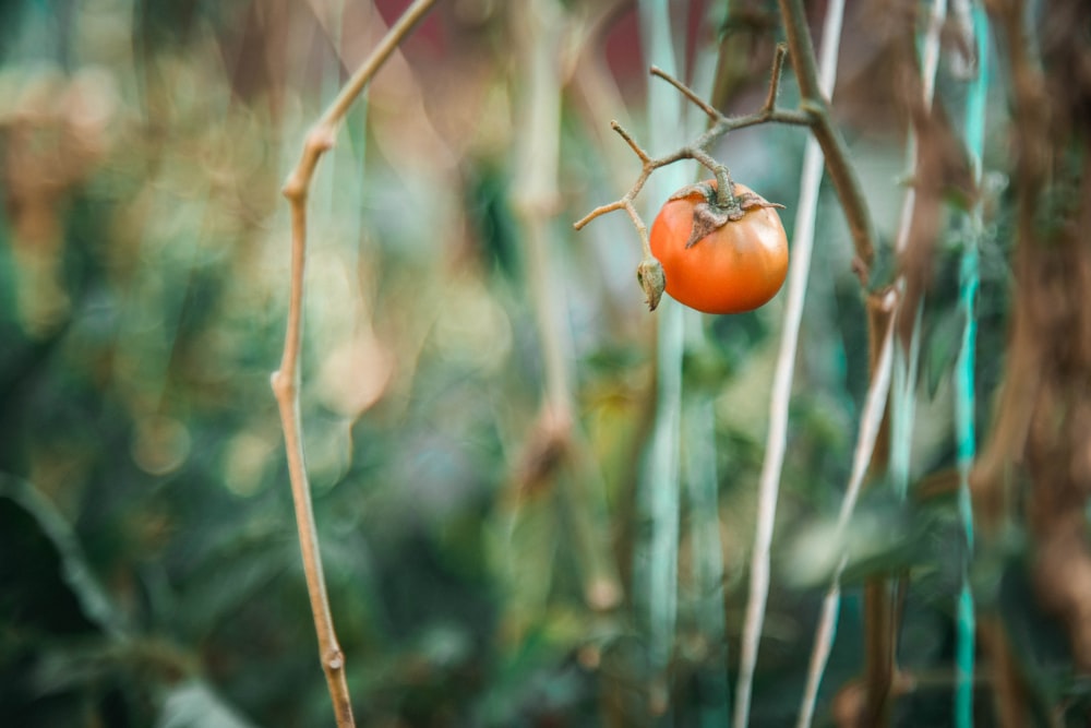 a tomato hanging from a vine in a garden