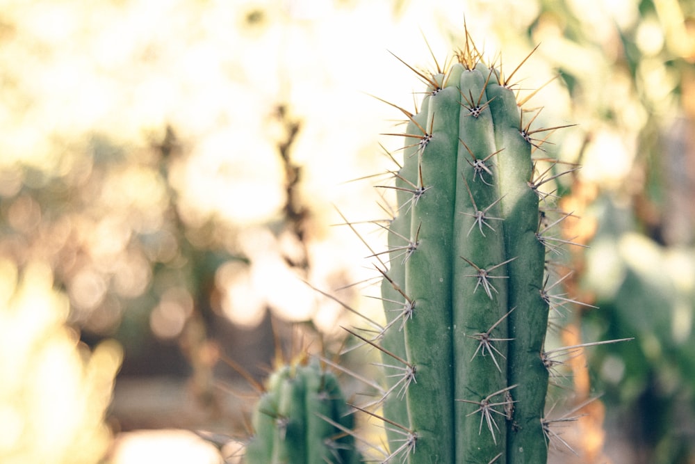 a close up of a green cactus plant