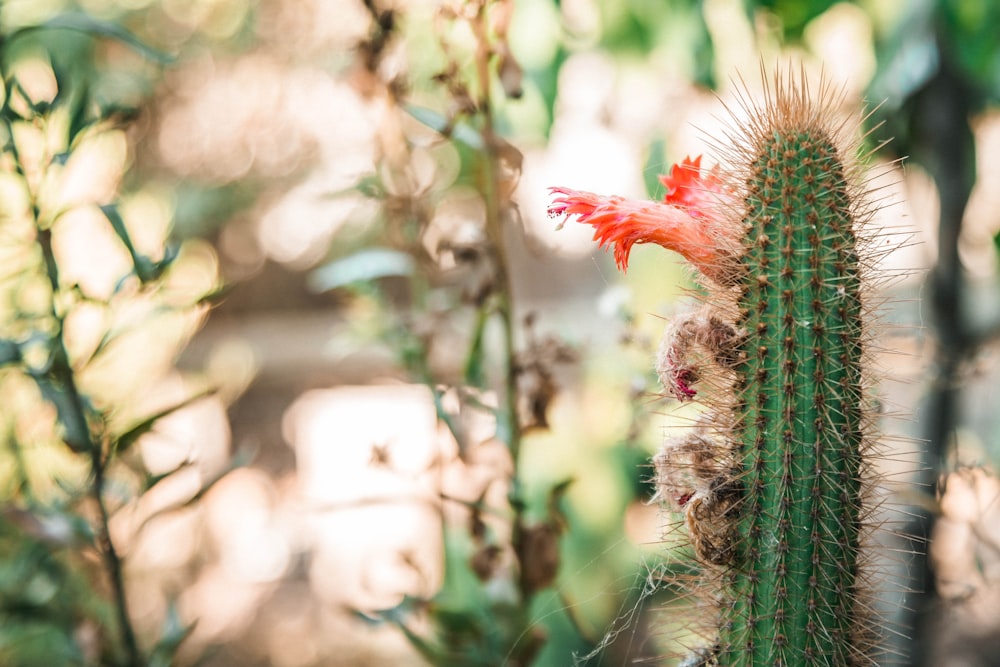 a close up of a cactus with a red flower