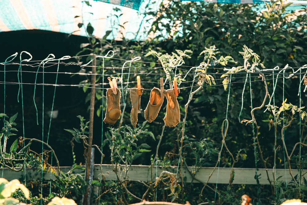 a bunch of bananas hanging from a wire