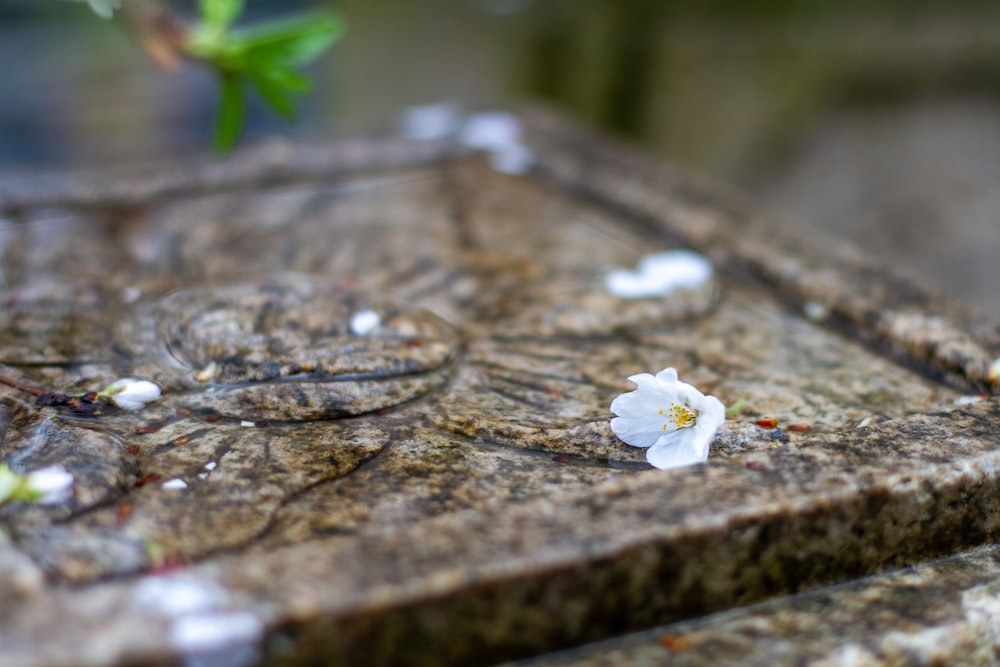 a small white flower sitting on top of a stone slab