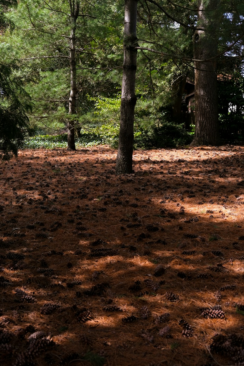 a forest filled with lots of trees and lots of pine cones