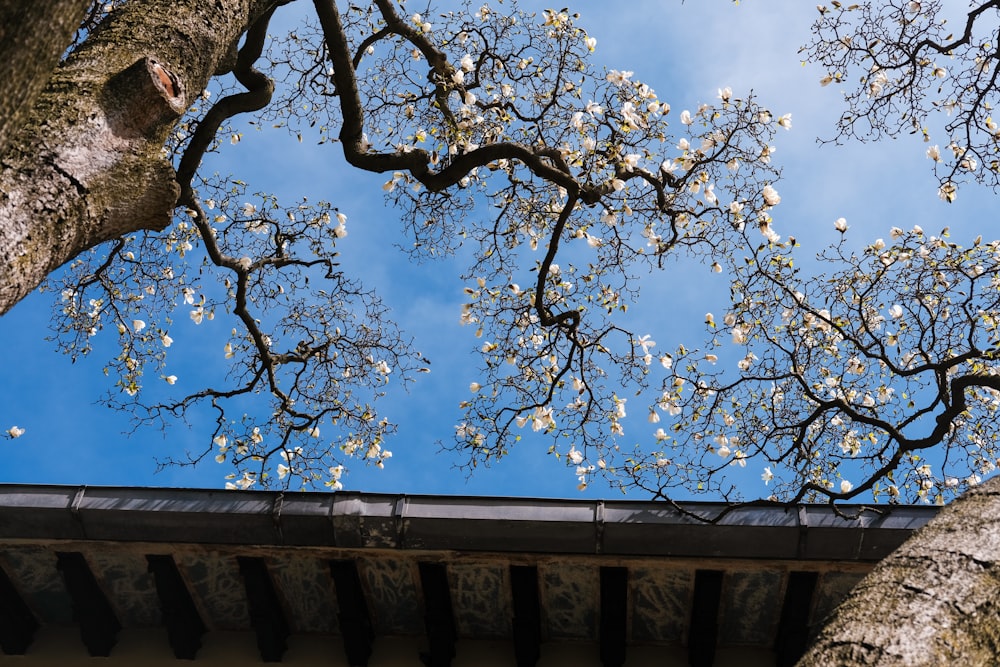 the branches of a tree with white flowers against a blue sky