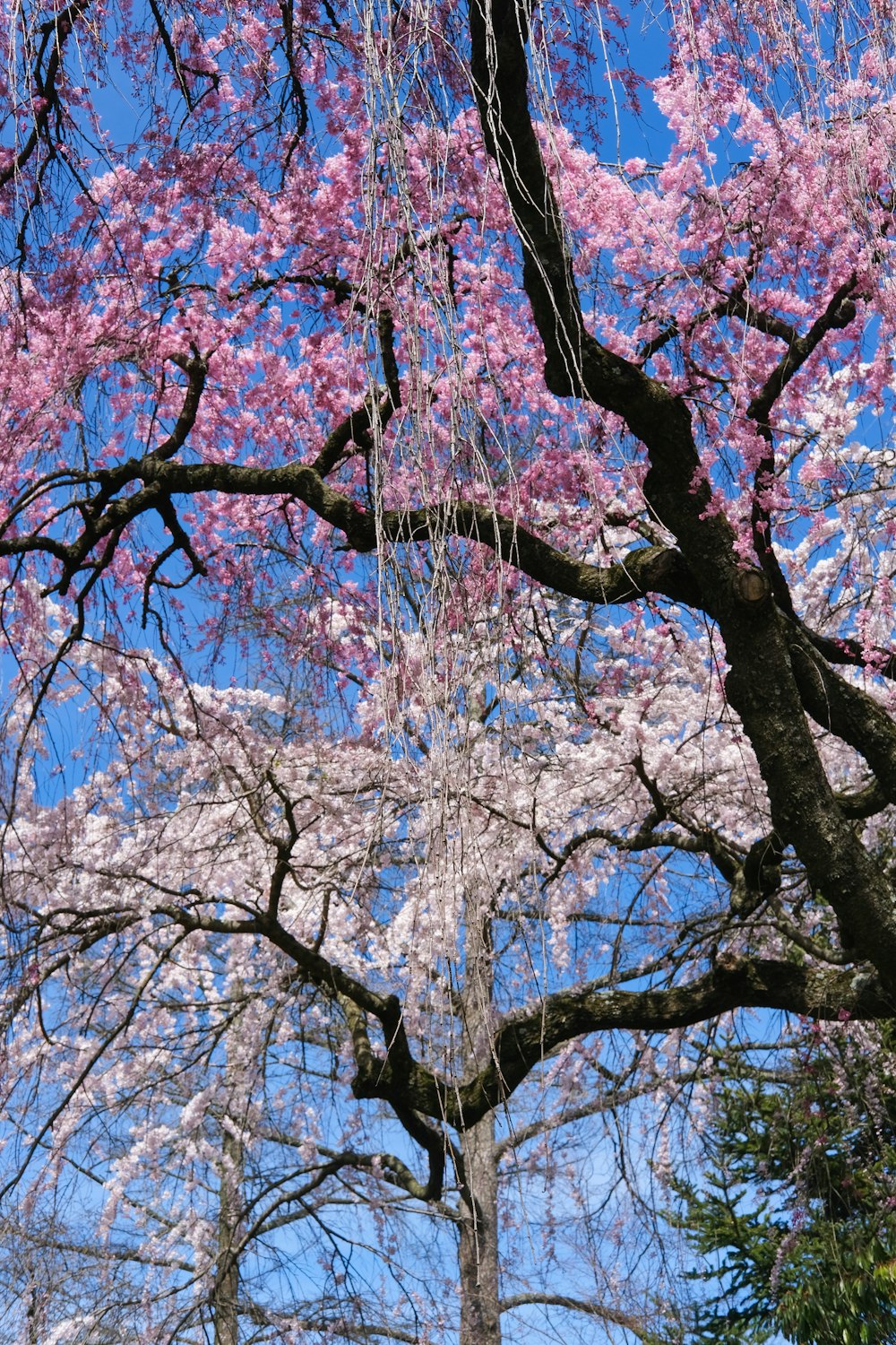 a bench under a tree with pink flowers