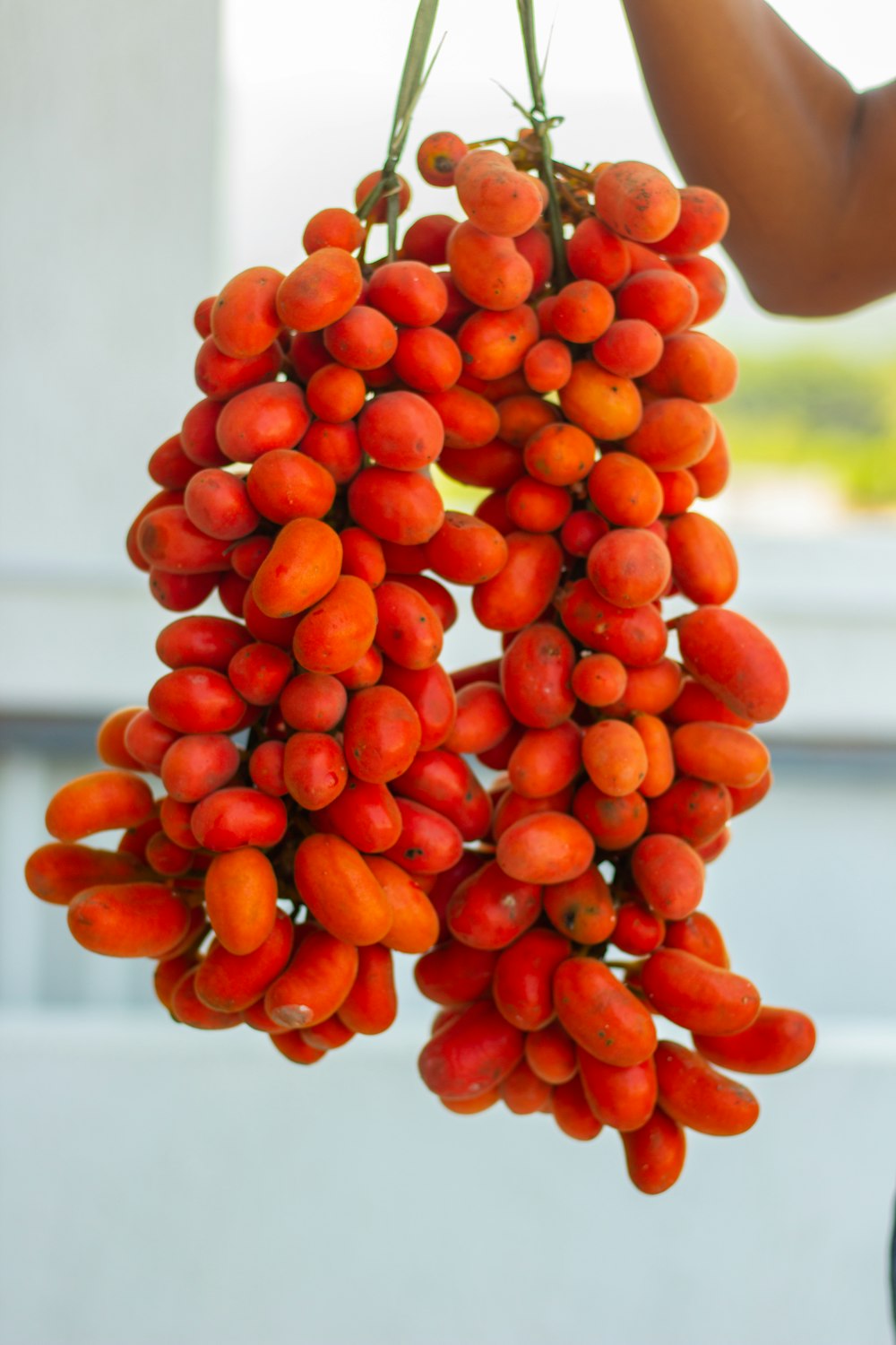 a close up of a bunch of fruit hanging from a tree
