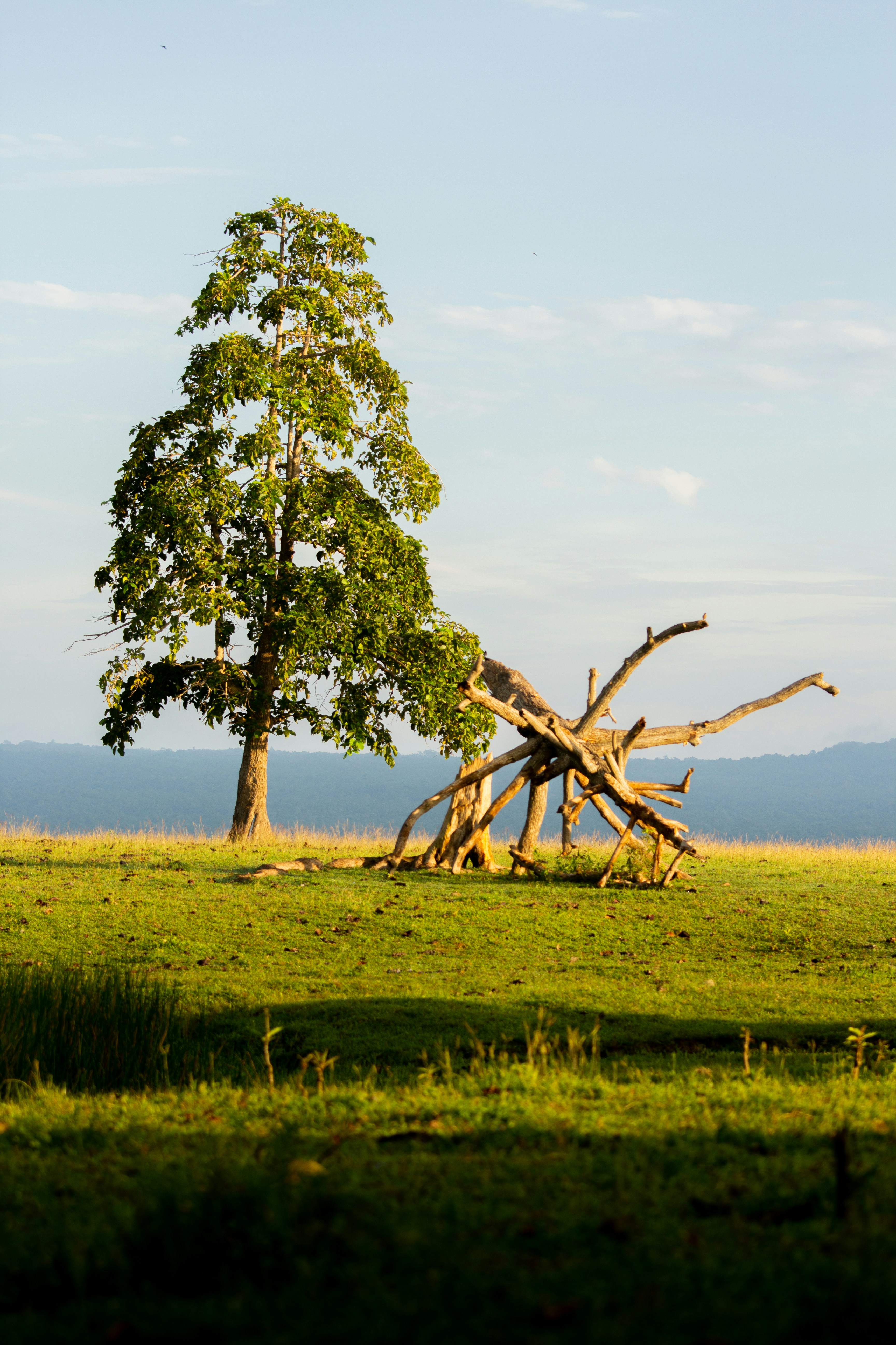 Choose from a curated selection of tree photos. Always free on Unsplash.