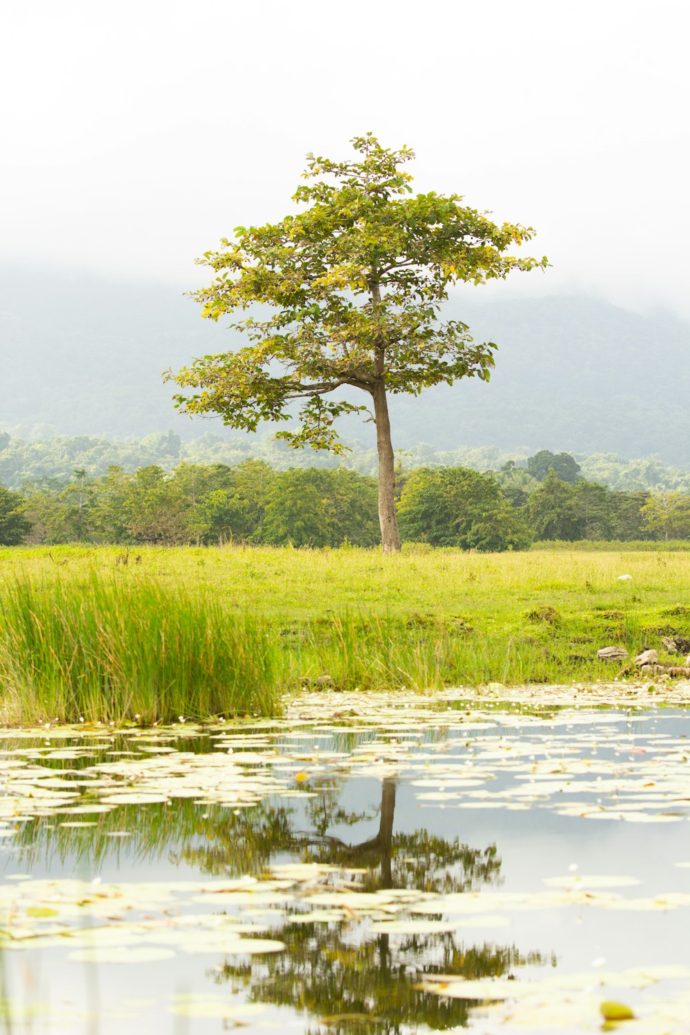 a lone tree in the middle of a field