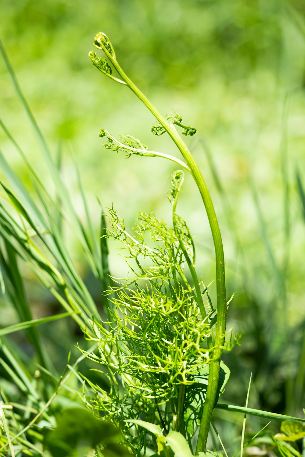 a close up of a plant in the grass