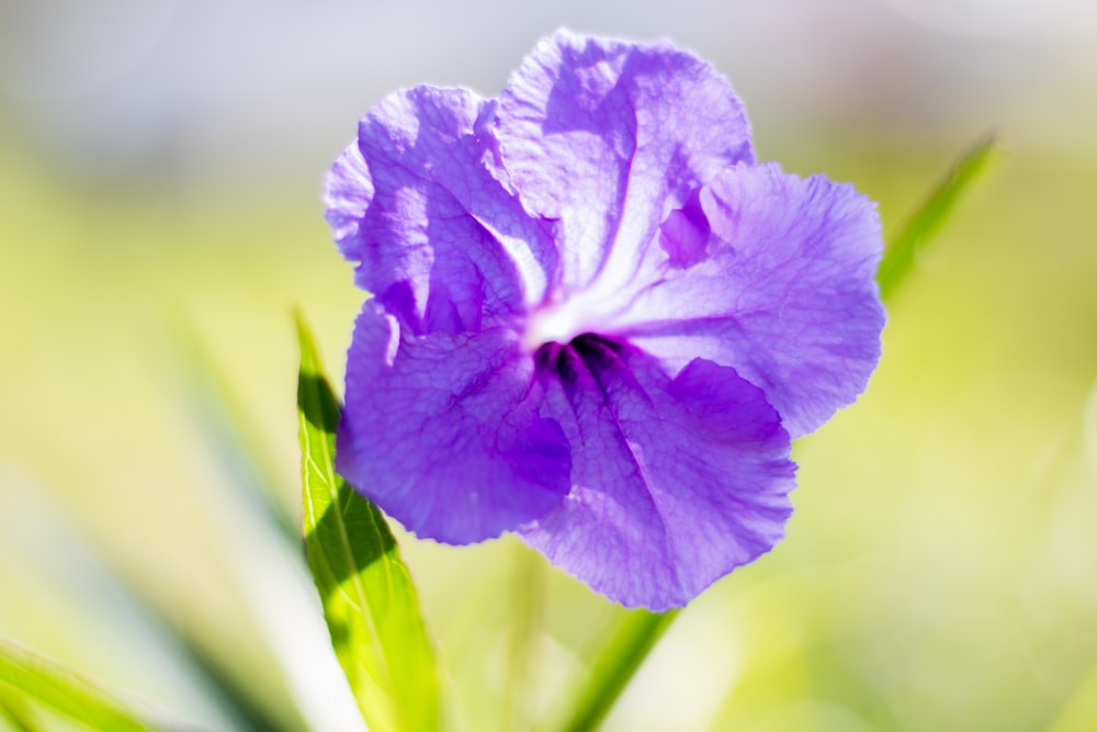 a purple flower with green leaves in the foreground