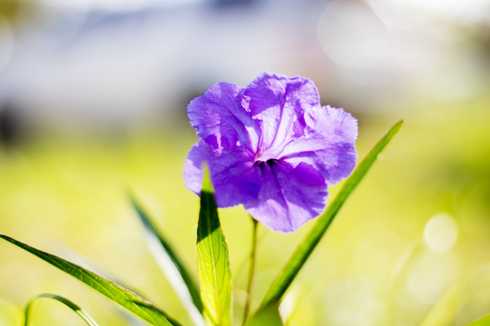 un fiore viola cresce nell'erba