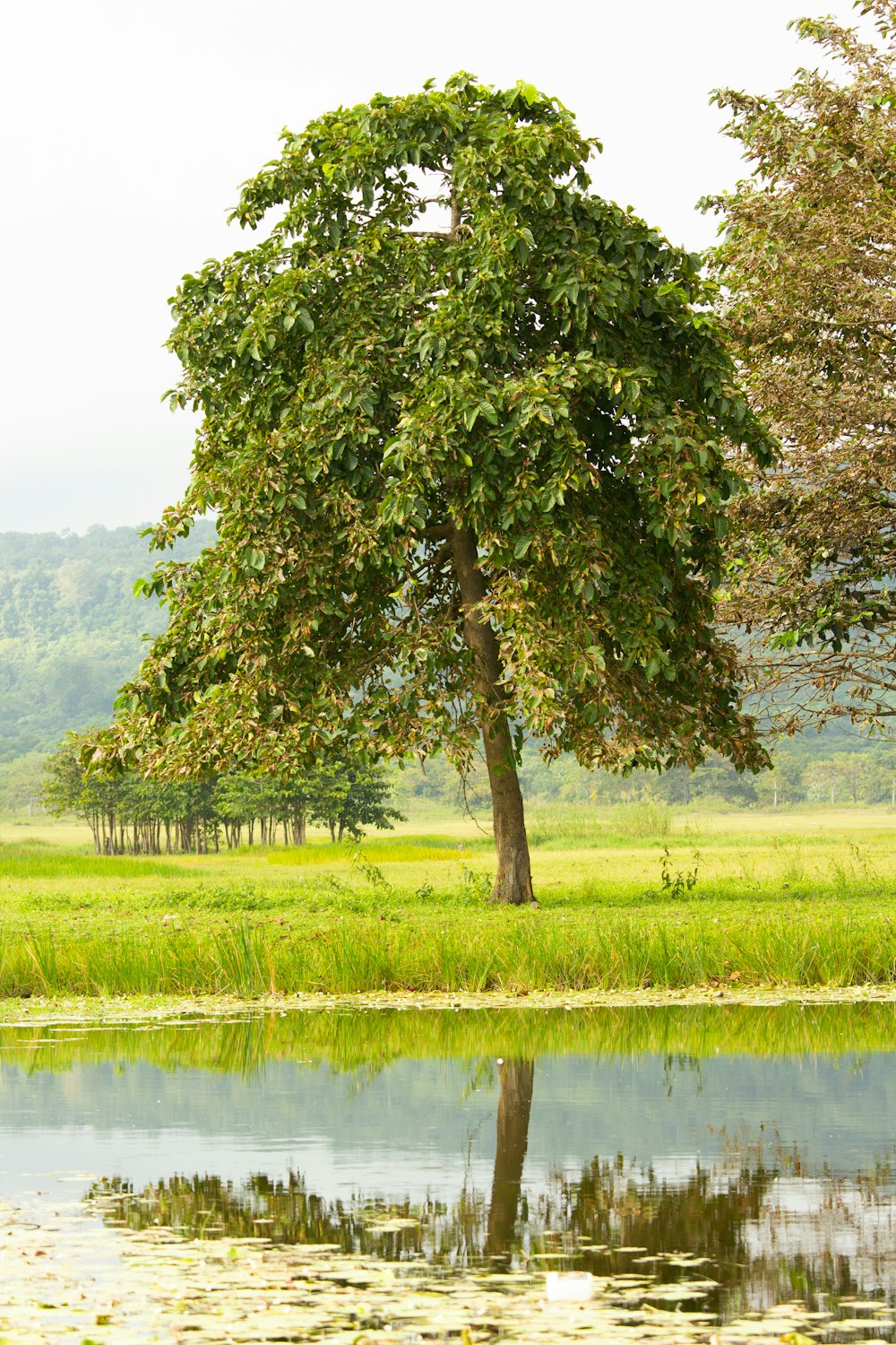 a large tree sitting next to a body of water