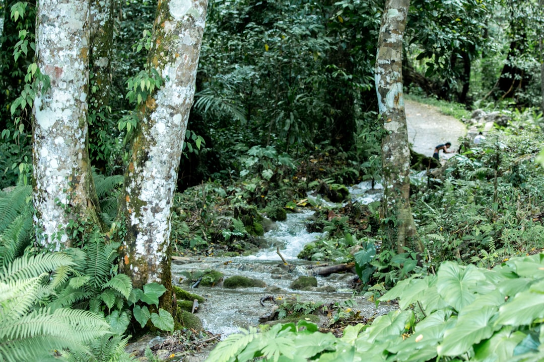 a stream running through a lush green forest,