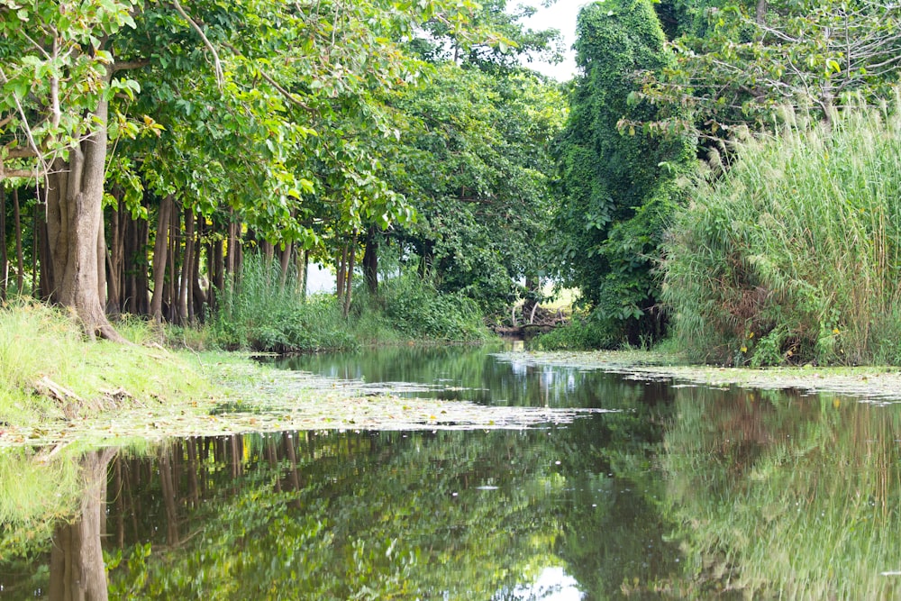 a body of water surrounded by trees and grass